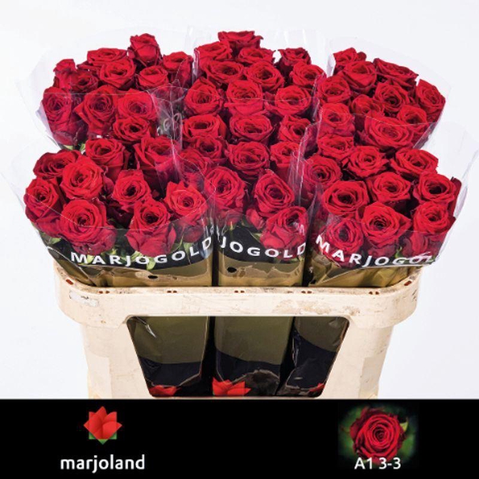 <h4>RS GR RED NAOMI</h4>