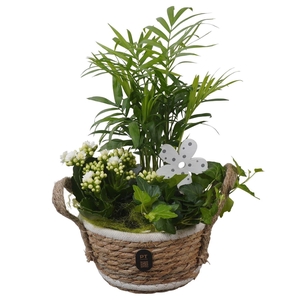 Arr.    Planten  L%