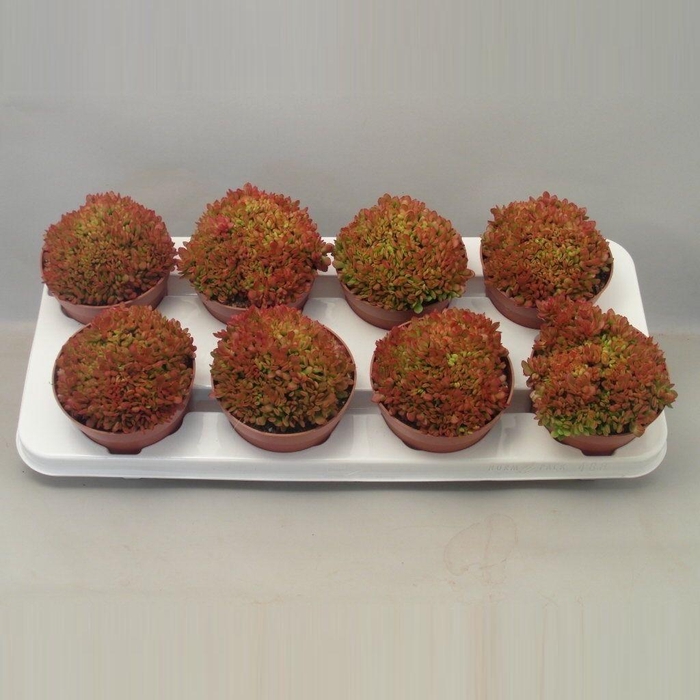 <h4>Crassula Radians</h4>