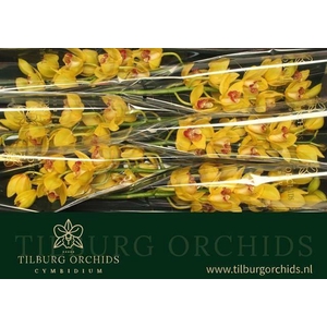 CYMB T YELLOW MONICA RIJSENHOUT