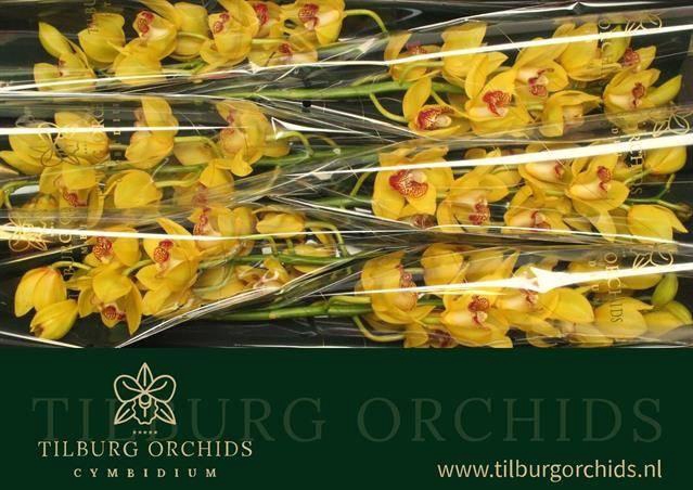 <h4>CYMB T YELLOW MONICA RIJSENHOUT</h4>