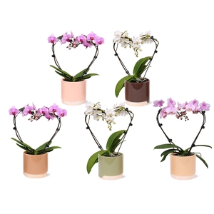 Phal. Multi vorm mix 