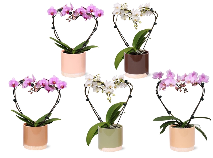 <h4>Phal. Multi vorm mix "Blossoming Heart" in BGC981 Wood Chopper</h4>