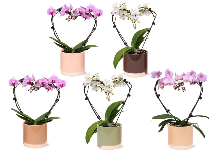<h4>Phal. Multi vorm mix "Blossoming Heart" in BGC981 Wood Chopper</h4>