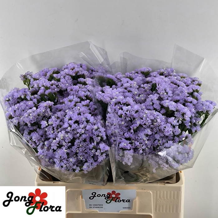 <h4>LIM S MERMAID WINGS</h4>