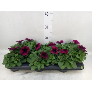 Petunia   ...
