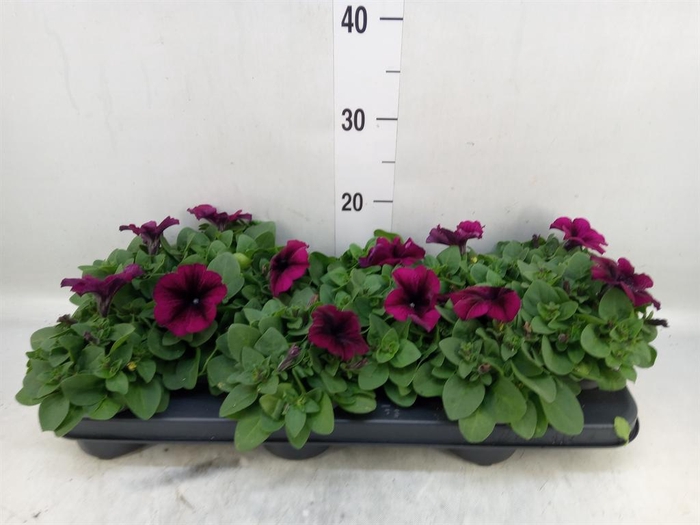 <h4>Petunia   ...</h4>