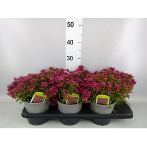 Sedum spurium 'Spot on deep Rose'
