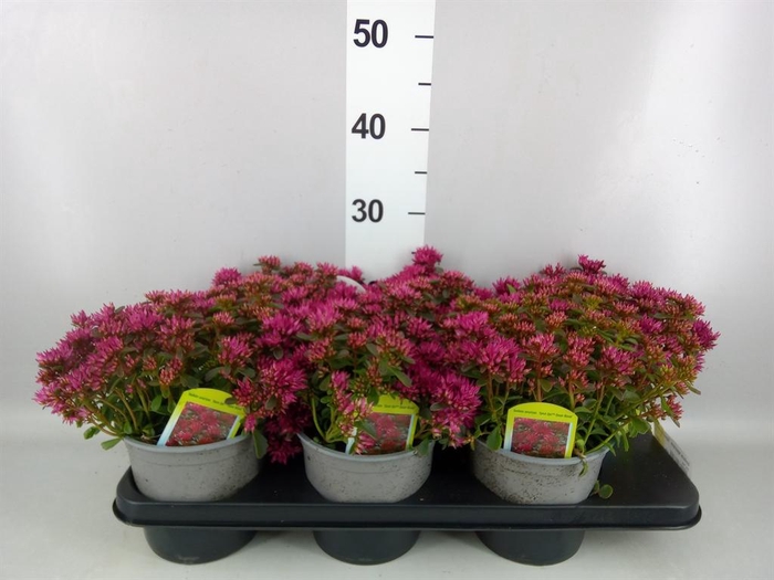 <h4>Sedum spurium 'Spot on deep Rose'</h4>