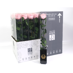 Rosa Preserved Stem 50cm Pearlecent Pink Serenade