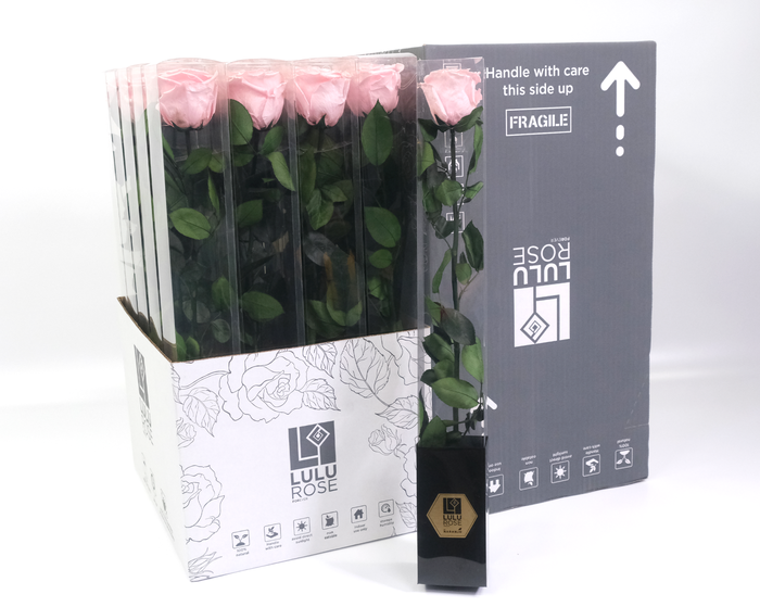 <h4>Rosa Preserved Stem 50cm Pearlecent Pink Serenade</h4>