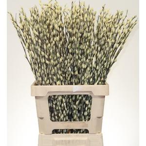 Salix Katjes L70 Creme