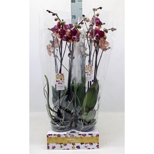 Phalaenopsis   ...red