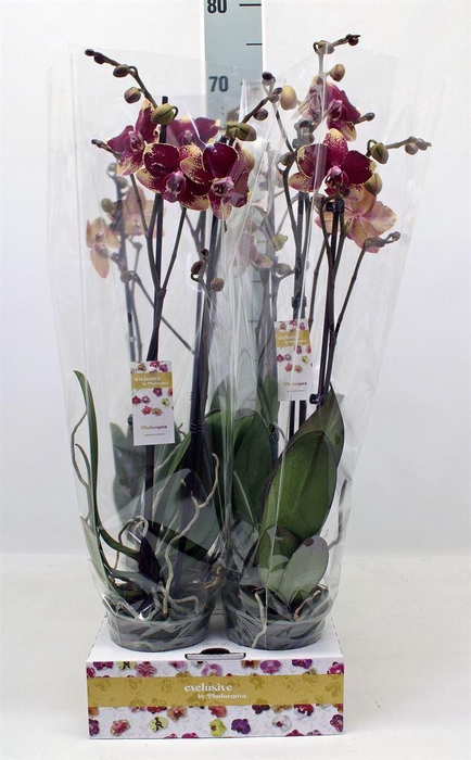 <h4>Phalaenopsis   ...red</h4>