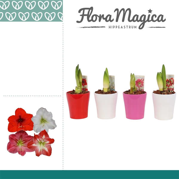 <h4>Hippeastrum Mix 2 Knop in Ompot Amy</h4>