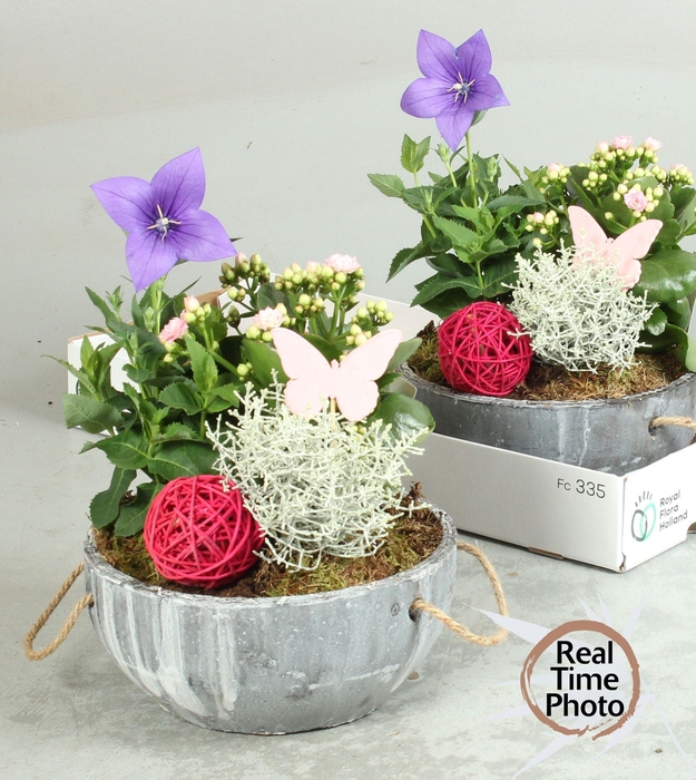 <h4>ARR TUINPLANTEN</h4>