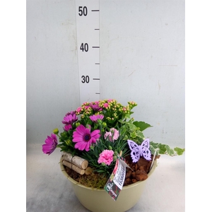 Arr.   Perkplanten L%