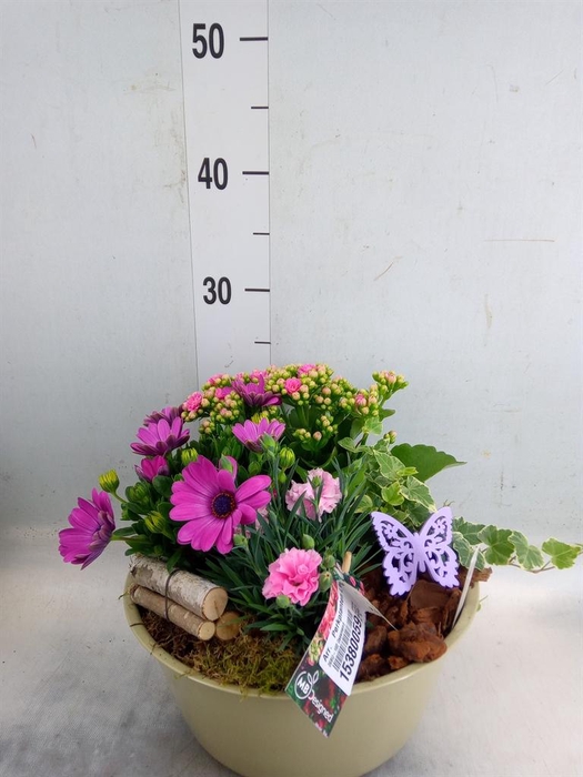 <h4>Arr.   Perkplanten L%</h4>