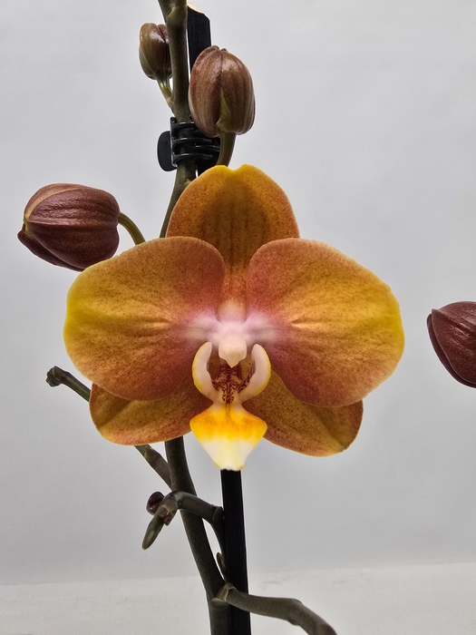 <h4>Limited 47 week 8</h4>