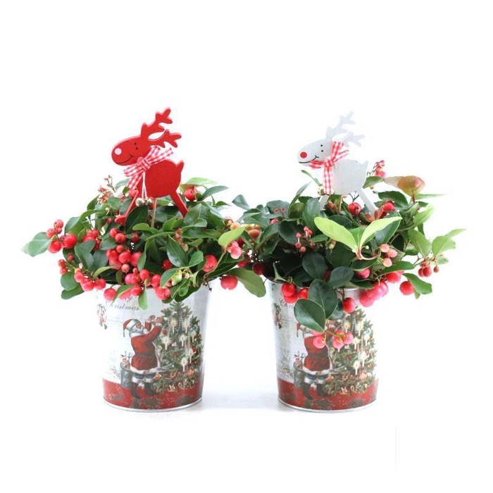 <h4>Gaultheria pr. 'Big Berry'® P10 in Zinc Santa + Reindeer</h4>