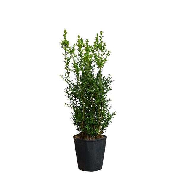 <h4>Buxus sempervirens Bos c5 haag</h4>