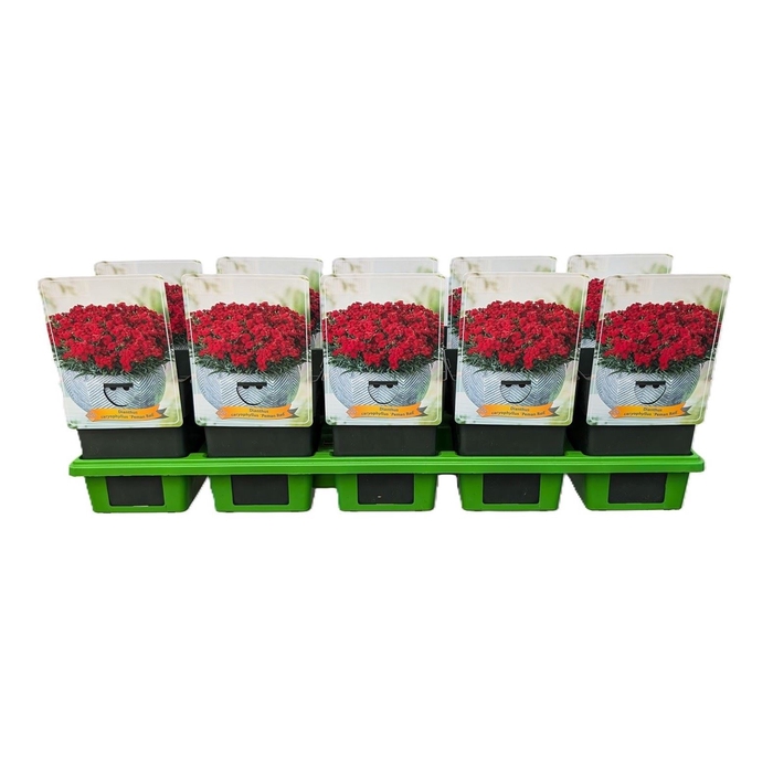 Dianthus caryophyllus Peman Red