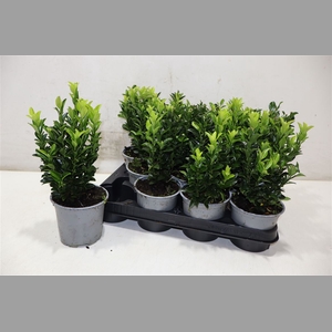 Euonymus Ja Gr Spire