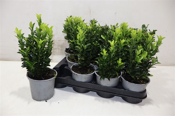 <h4>Euonymus Ja Gr Spire</h4>