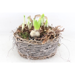 arr4 Bollenmix JS - Mand ovaal x3