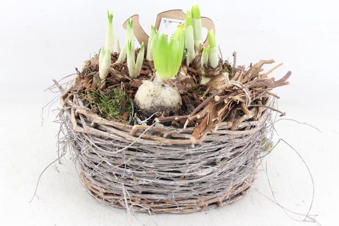 <h4>arr4 Bollenmix JS - Mand ovaal x3</h4>