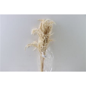 Dried Wooly Pampas 100cm Bleached Bunch Slv
