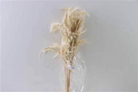 Dried Wooly Pampas 100cm Bleached Bunch Slv