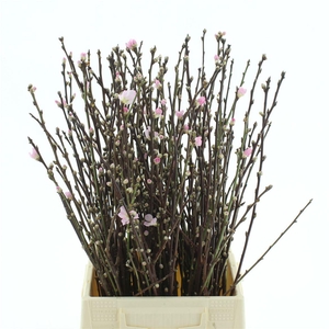 Perzikbloesem P Stem 60 Cm