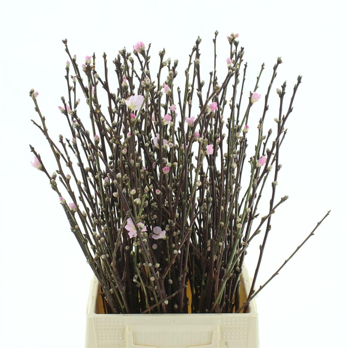 <h4>Perzikbloesem P Stem 60cm</h4>