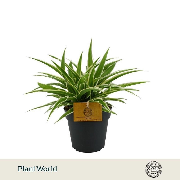 <h4>Chlorophytum Com Ocean</h4>
