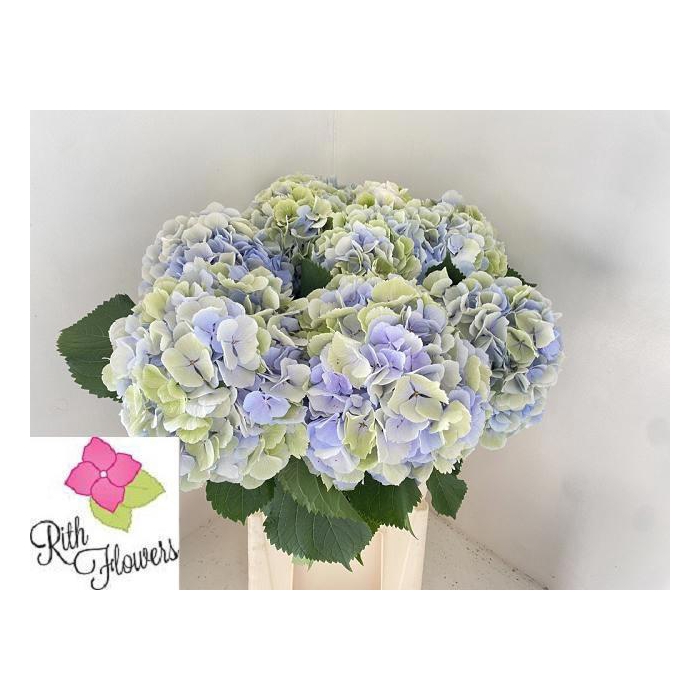 <h4>Hydr M Ch Verena Bl</h4>