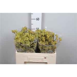Anigoz Cape Gray Moss