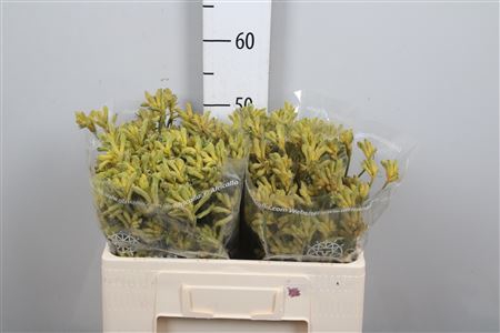 <h4>Anigoz Cape Gray Moss</h4>