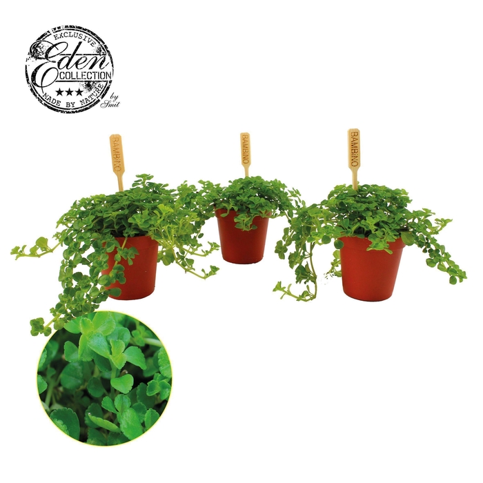 Pilea Depressa 5,5cm