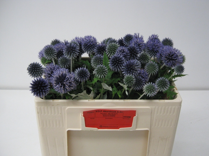 <h4>ECHIN BA BLUE GLOBE</h4>