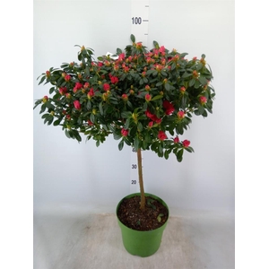 Rhododendron sim. 'Otto'