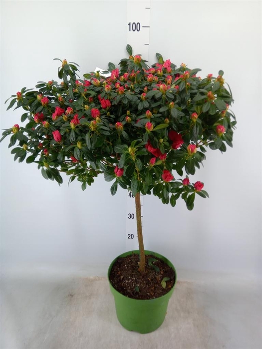 <h4>Rhododendron sim. 'Otto'</h4>