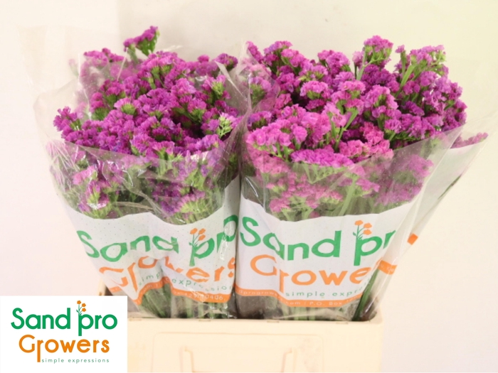 <h4>LIM S HEART WINGS</h4>