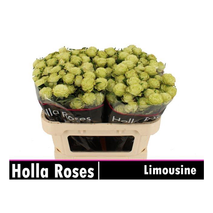 <h4>R TR LIMOUSINE</h4>