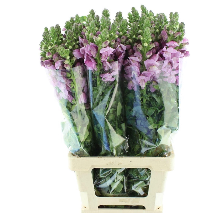 <h4>ANTIR OP LAVENDER</h4>