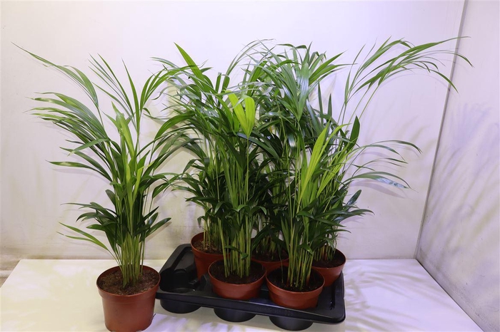 <h4>arr8 Dypsis Lutescens</h4>