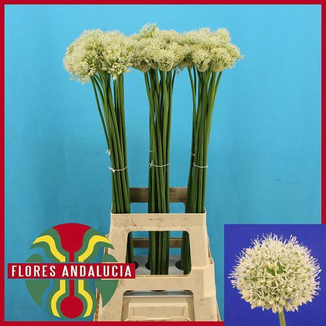 <h4>ALLIUM MOUNT EVEREST</h4>