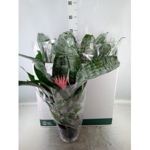 Aechmea fasciata 'Primera'