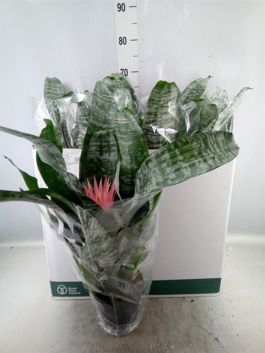 <h4>Aechmea fasciata 'Primera'</h4>