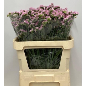 LIM S APRI SUN BIRDS 65gr